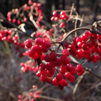 一丁平のガマズミ　寒さでまろやかな赤に❤️