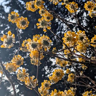 毒のにおいでもするのかな
(するらしい🤔)