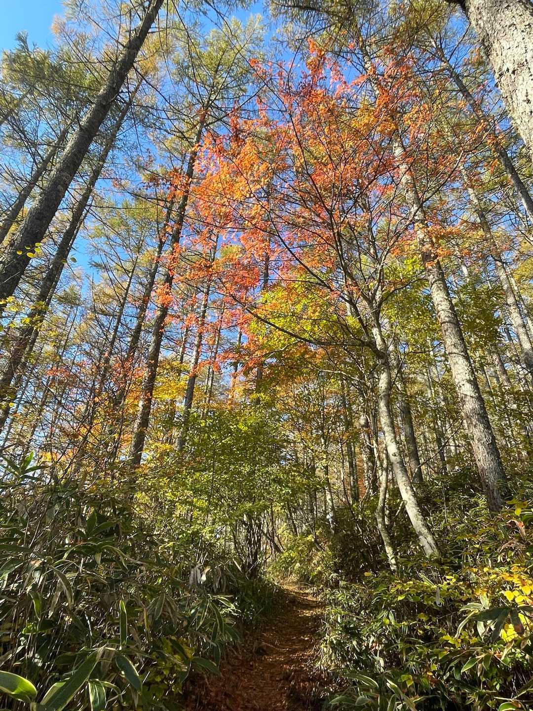 気持ちのいい登山道✨