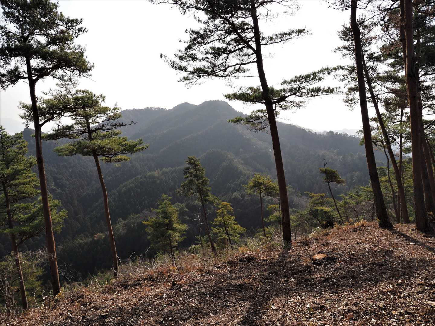 これから向かう樽山。