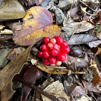サネカズラの実🥰🤳