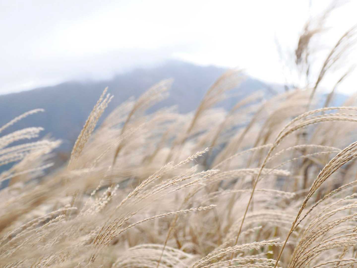 ススキと大山