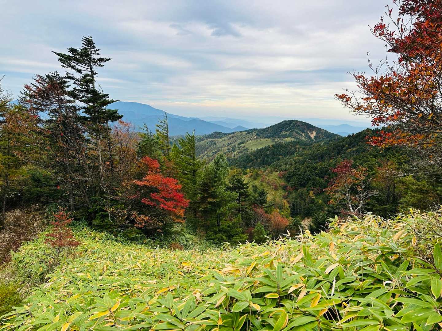 紅葉がきれい🍁