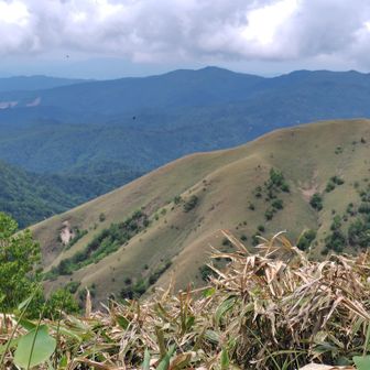 大川入山の山容はこの笹の嶺。点々と有る木立が赤くなったり、白くなったり