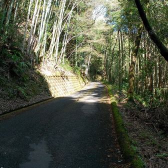 ちょっと山に入ってきた
