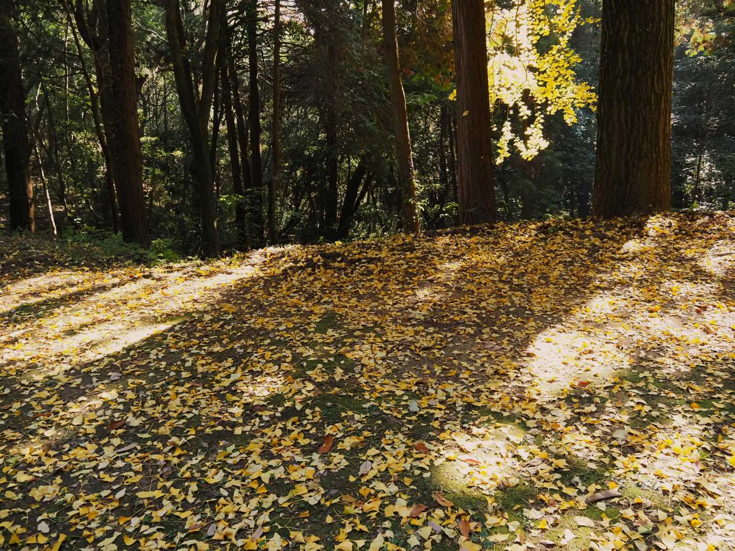 すきまから　
踏み踏みして
そそくさと下山　

下山途中、膝が痛くなり
加齢か？トレ不足か…
愕然…