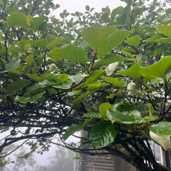 今年はつぼみがものすごく多かったです
