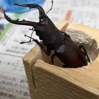 ぽんこつぽこさん