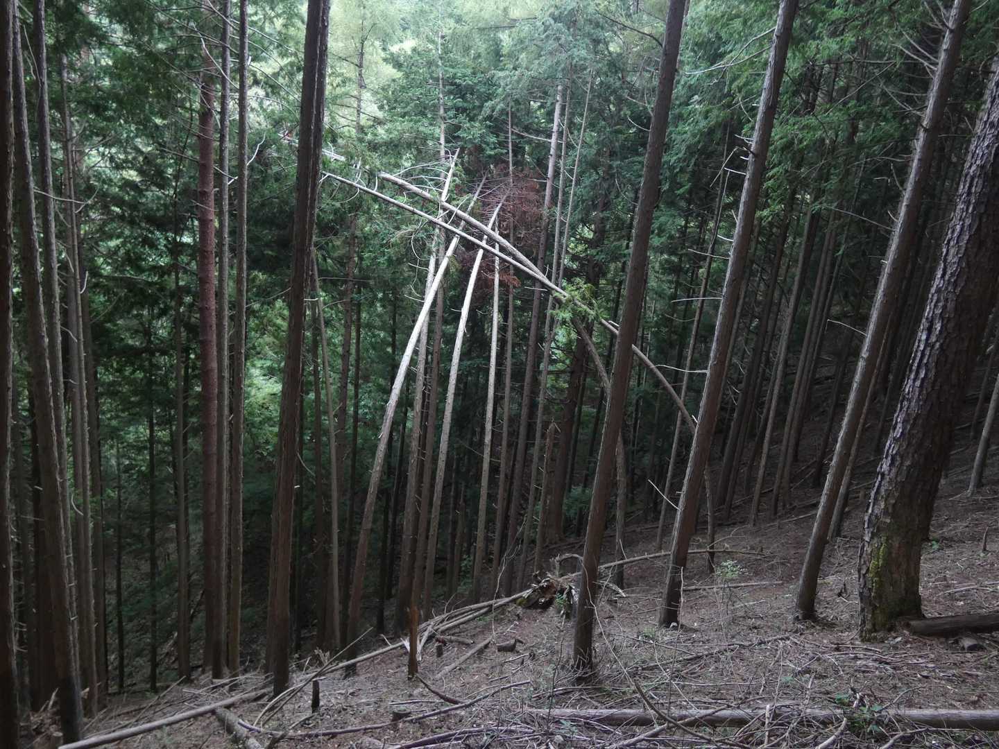 何故に絡まっているの⁉️人工的❔