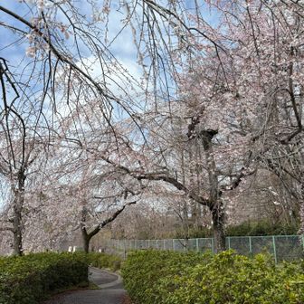 枝垂れ桜