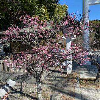 鎌倉宮ではもう咲いてました