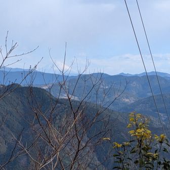 富士山🗻　木が-