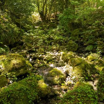 そして屋久島へワープ！
はい、うそです。
こんな雰囲気が良いところもあるよ。