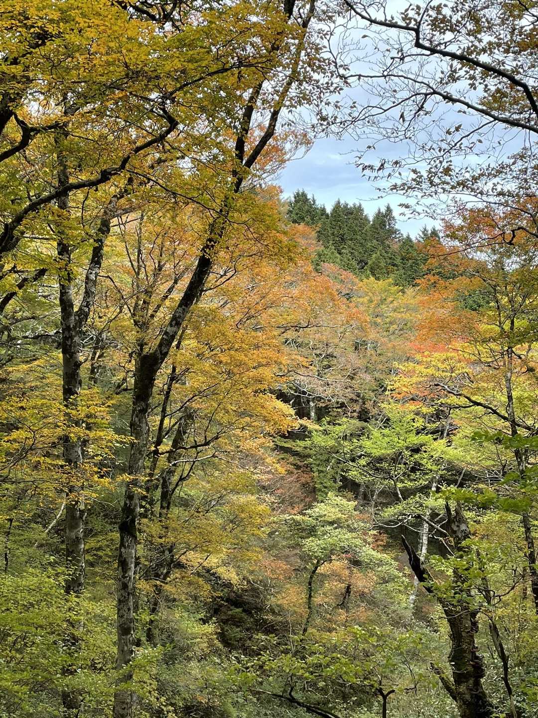 いい感じです。癒されるー