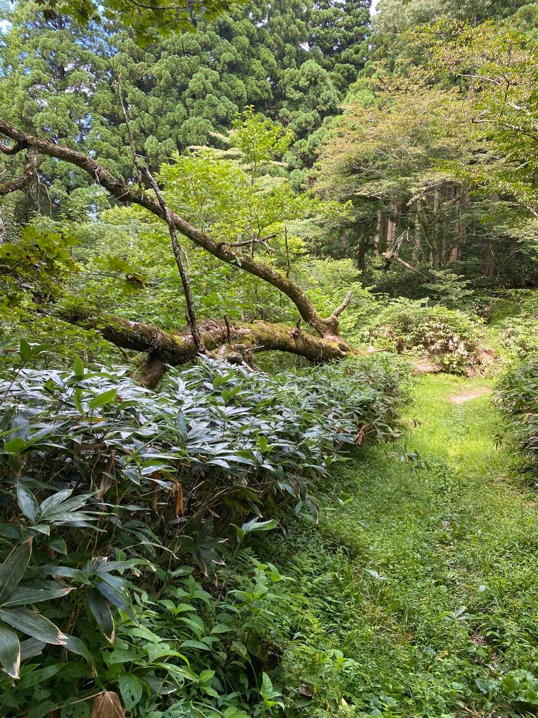 安蔵寺山のナラ太郎
樹齢600年。西日本最大級のミズナラとして、安蔵寺を登る登山者に親しまれてきました。しかし2019年９月初旬、強風によって倒れました。