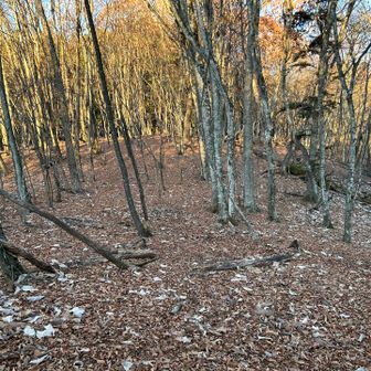 広大なブナの原生林。紅葉の時期に歩くととても見応えがありそうです。