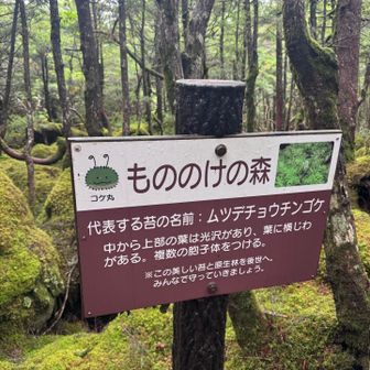 ムツデチョウチンゴケが見つけられなかった💦