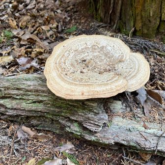 カッチカチのキノコ🍄‍🟫