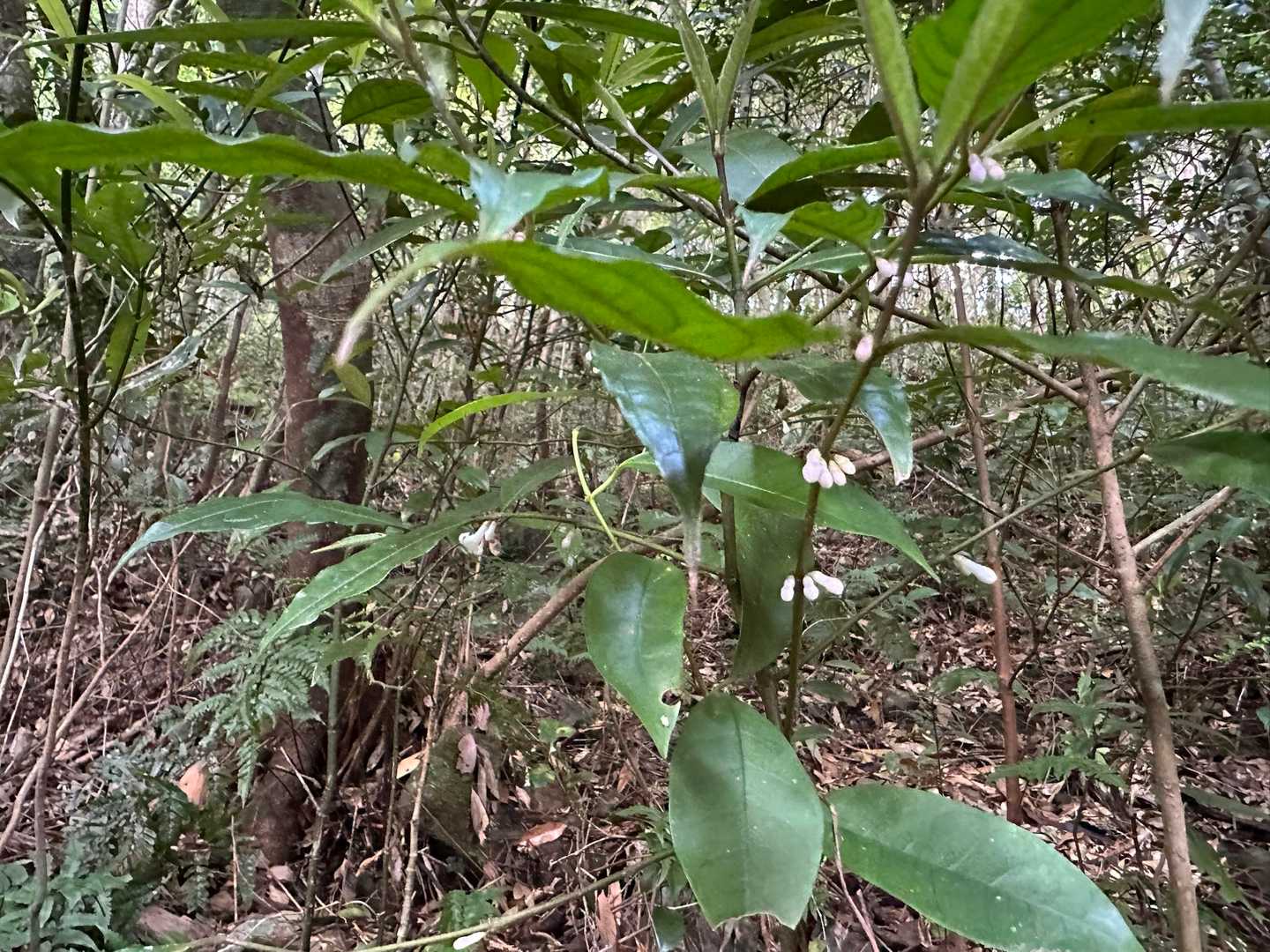 愛子岳登山口-愛子岳 往復コースの写真