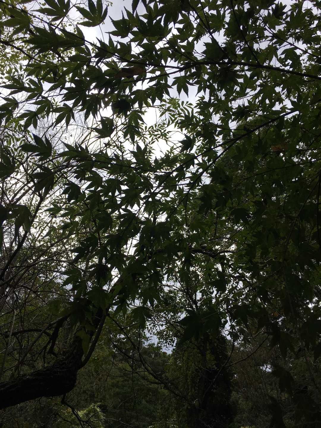五月山公園大広寺バス停-五月山 往復コースの写真