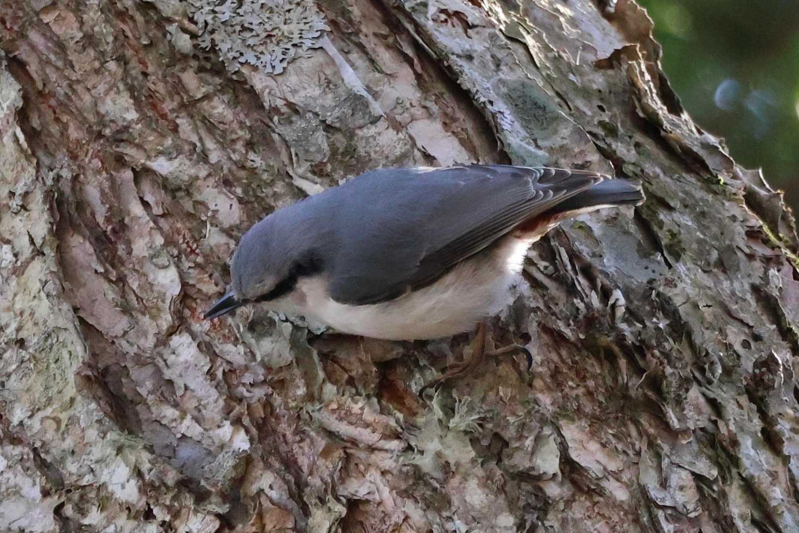 しばらくゴジュウカラに監視される😅