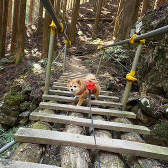隙間がある橋はメロン苦手🙀でも時間をかければ渡れるよ😁