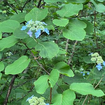 朝は咲いていなかった紫陽花が咲いていました♫