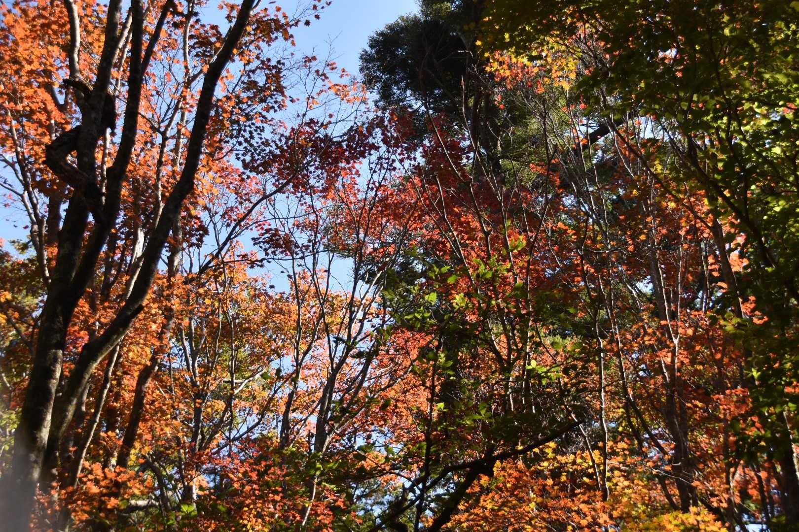 ここはとっても綺麗😍
でも登山口で一緒になった方は「まあまあやね」だそうです。