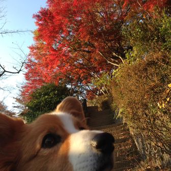 ワカ
