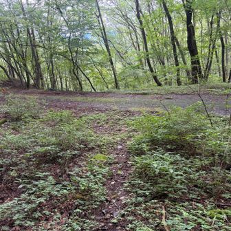 ハイ！林道に出ました