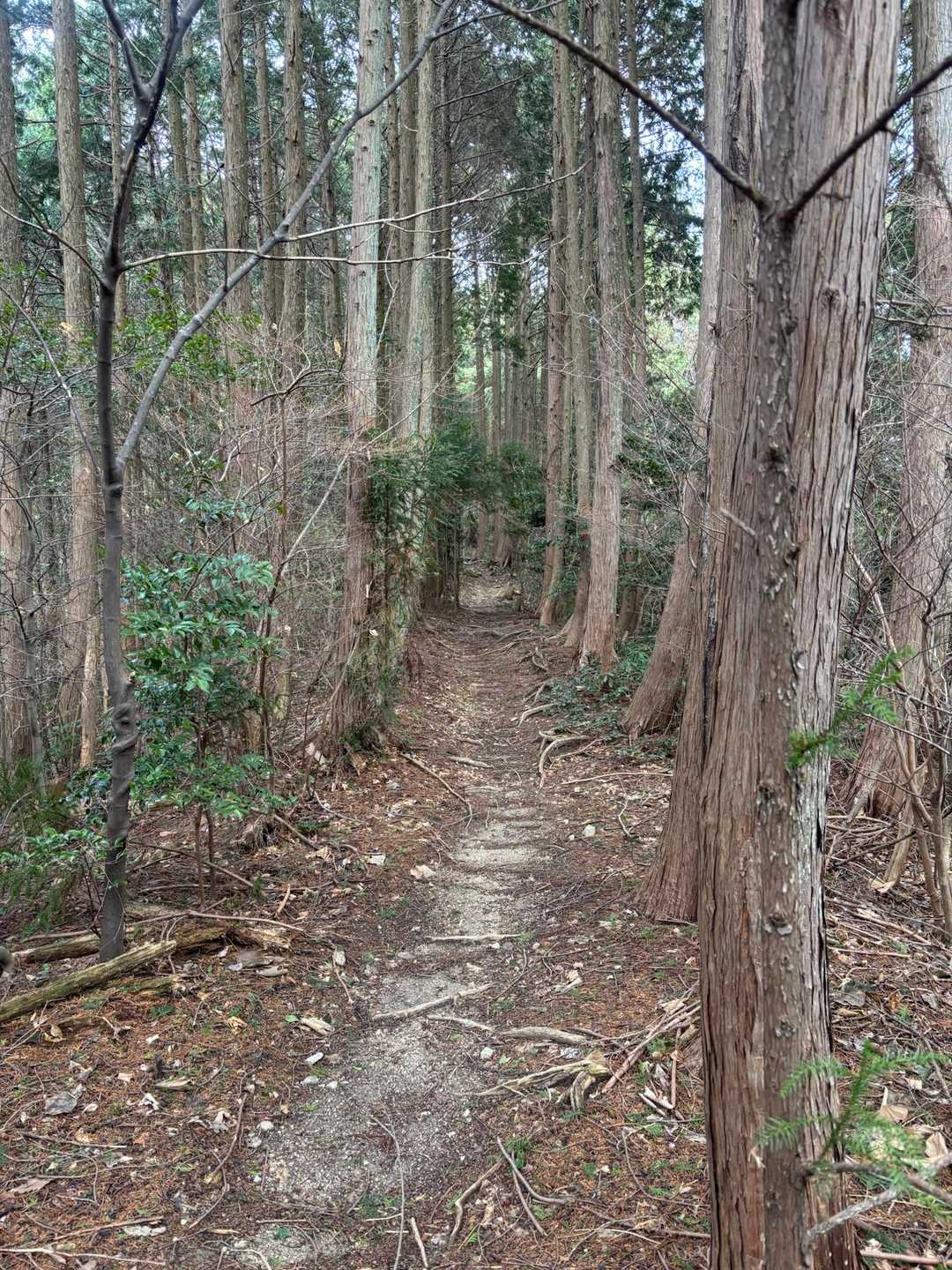 谷尻峠-神福山 往復コースの写真