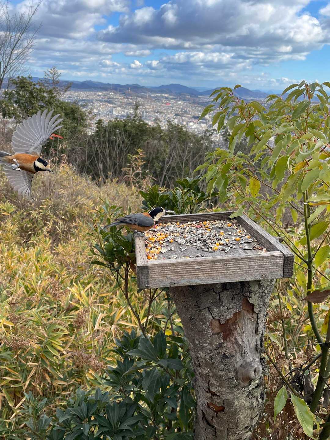 餌台もあってここにも食べに来る🐧🌻
というかここが本来の食卓⁉️