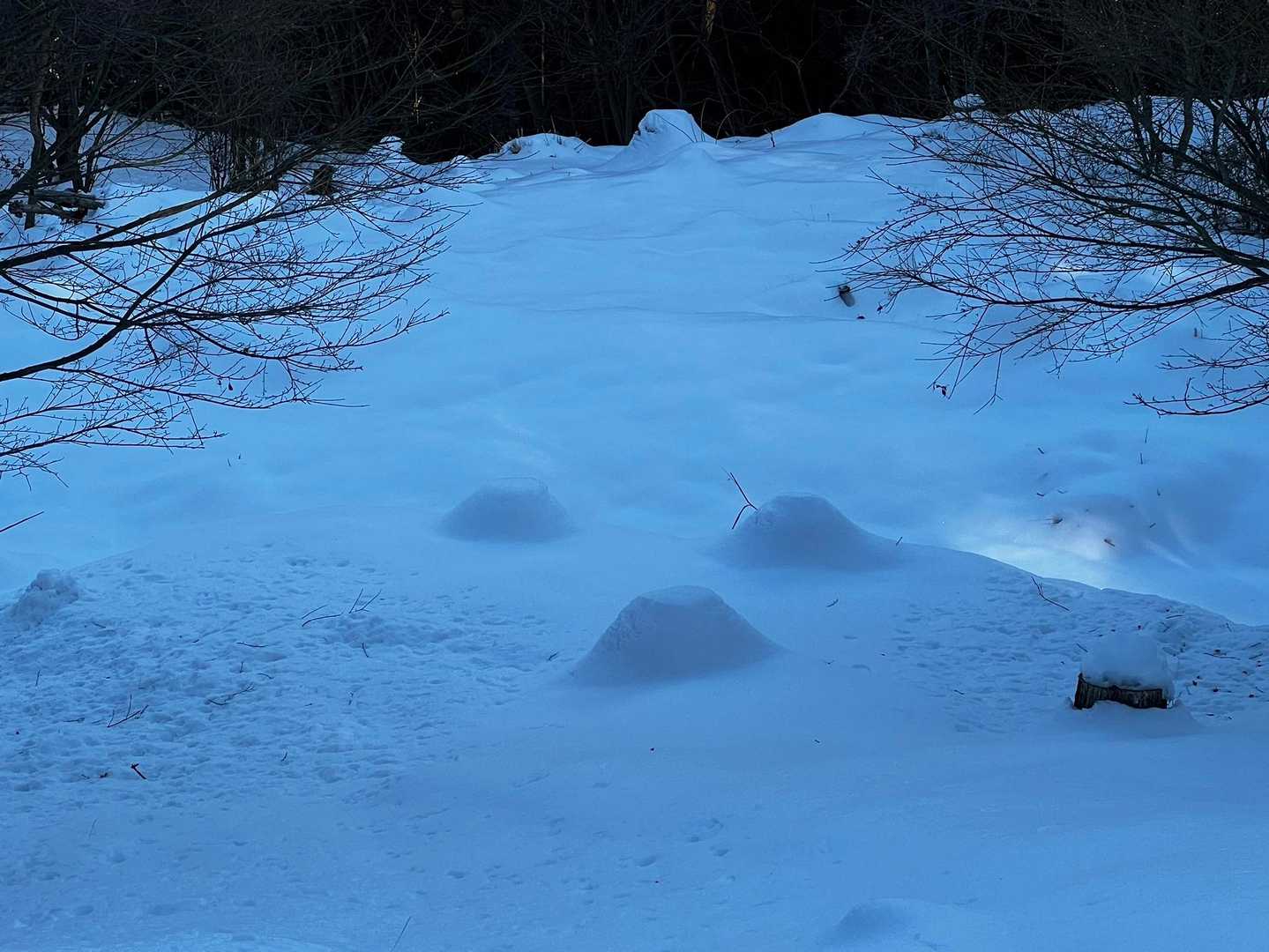 切り株がピノみたいになってる😳✨