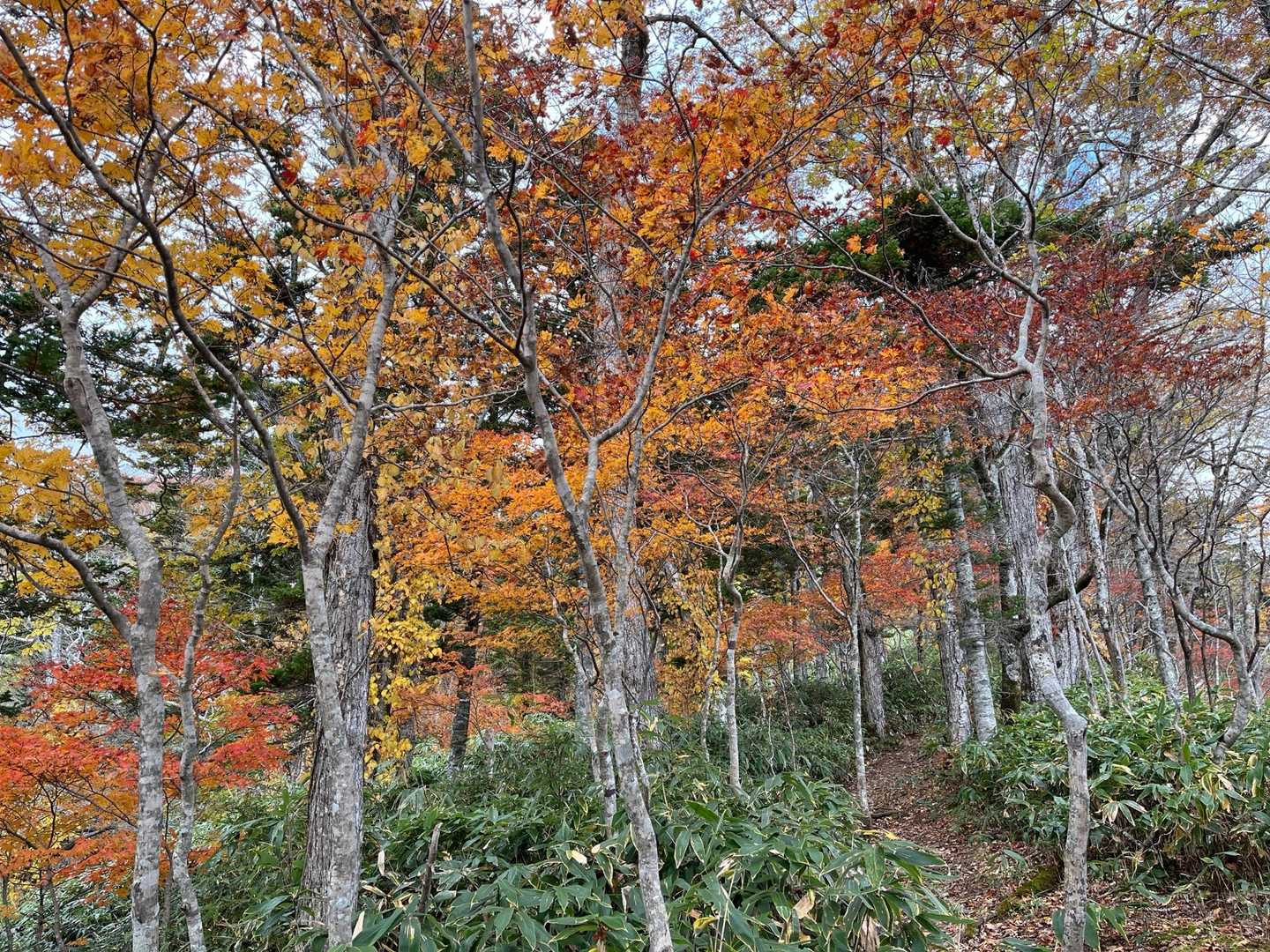 支笏湖周辺は今が見頃です🍁