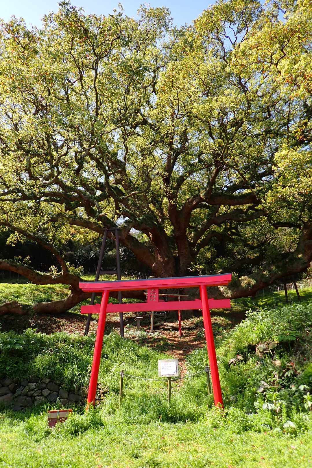 樹齢1200年
何度見ても大きさに圧倒される