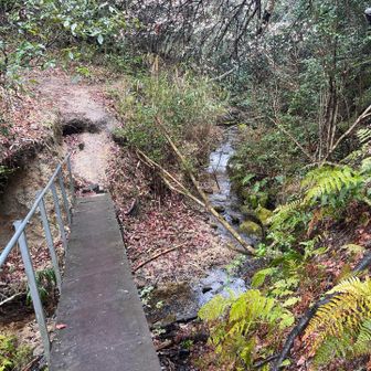 木じゃないけど橋がある‼️テンション爆上がり🎉