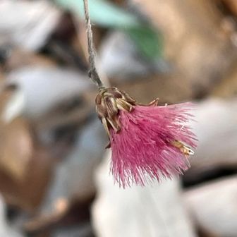 コウヤボウキのふさふさが濃いピンク❤︎