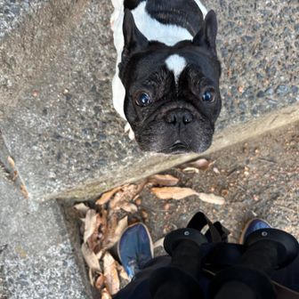 下山したところで会ったワンコ🐶
おばあちゃんが連れたフレンチブルドッグ。
自分を気に入ってくれたのか？ズボンについた山の匂いが気になるのか？凄く嬉しげに飛びついてくれました💕山でやられた気持ちをワシヤワシャさせてもらって、癒してくれました🐶
サンキューフレブル👍