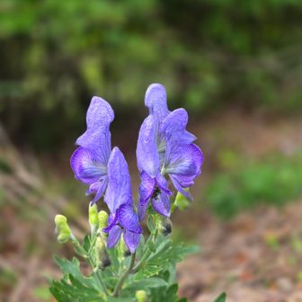 おっトリカブトが咲いてる💜