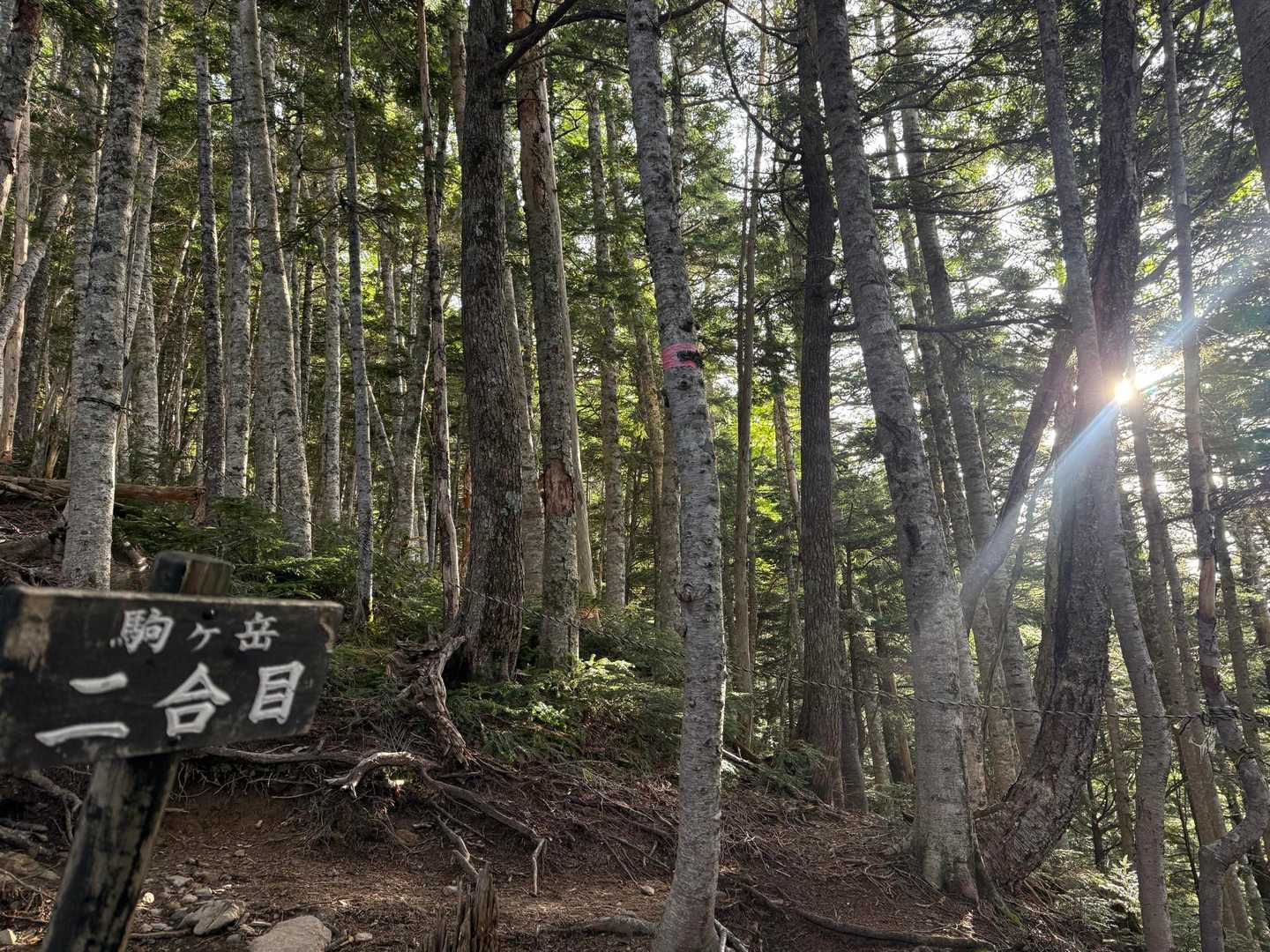 こもれび☀️