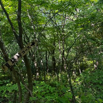 夏椿コースへ
急なんですよね。滑らないよう　気をつけます！