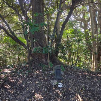 権現様お久しぶり。今年は、そんなに、この山では至る所で倒木は発生しませんでしたね。

 雨の量は、特に三浦半島では、歴史上初ぐらいの量で、犠牲者の方も沢山出たぐらいでしたけど。