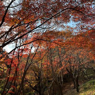 カメラがあればなぁ…📷
もっと楽しかったのに。