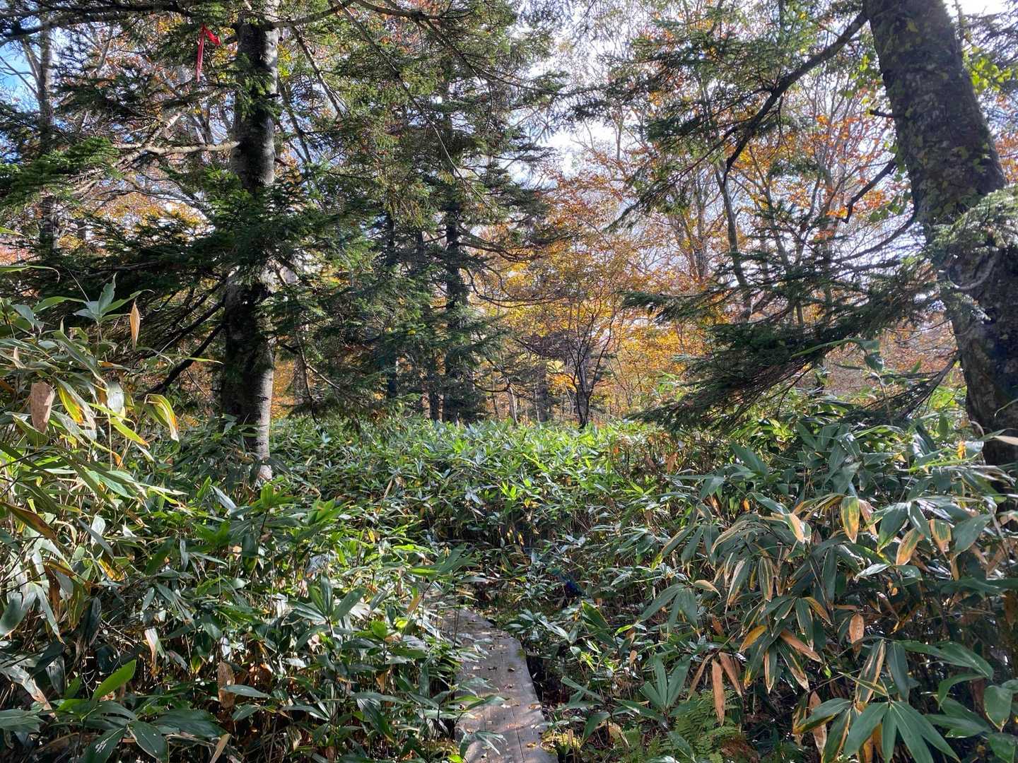 紅葉はかなりいい感じ。
クマ鈴をちりちり鳴らしながら進む。
尾瀬には当然クマがたくさんいるので、ちょっとビクビク。