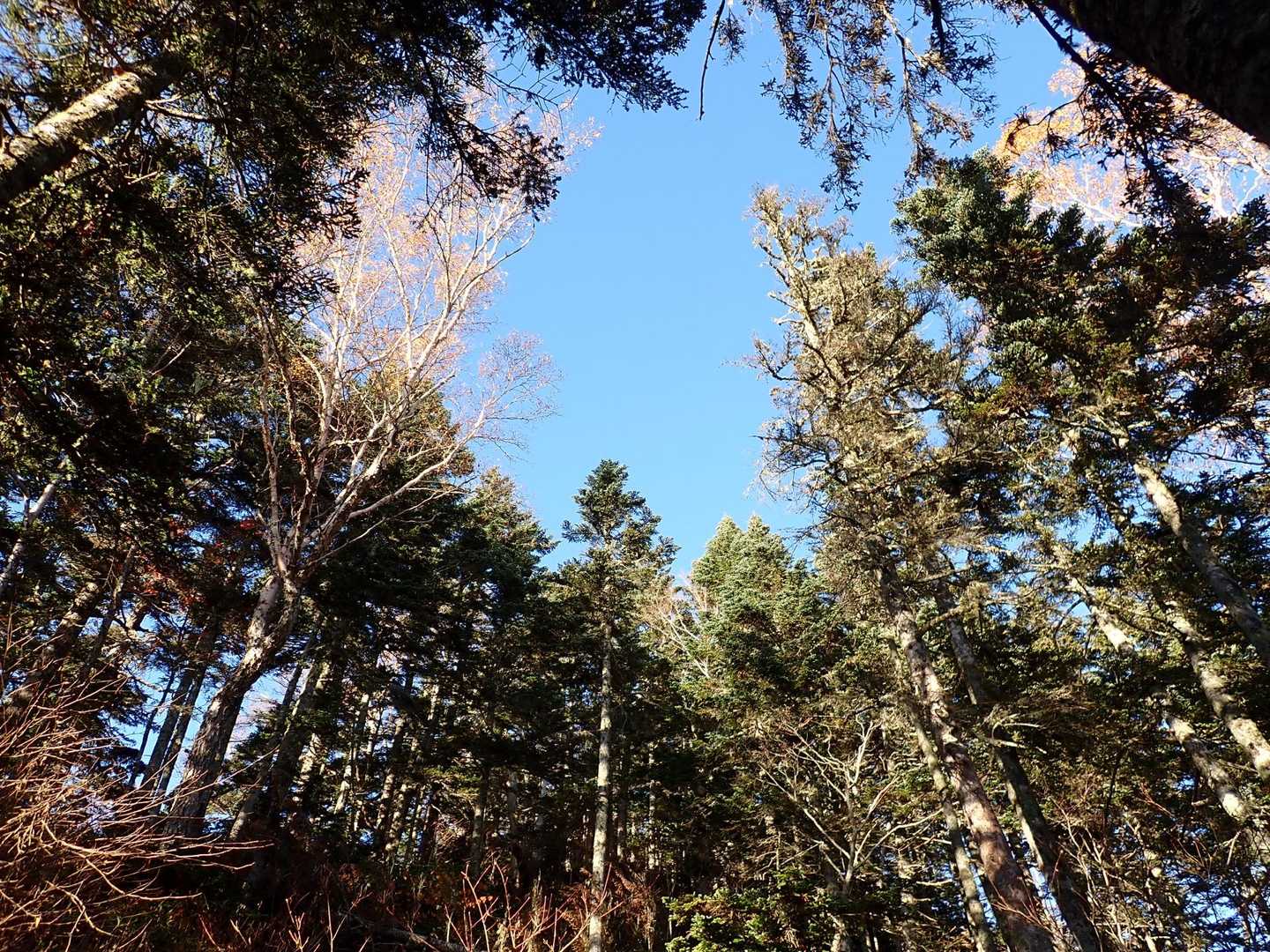 黙々と登って
2,300mあたりでようやく青空🟦
こりゃ期待しかない