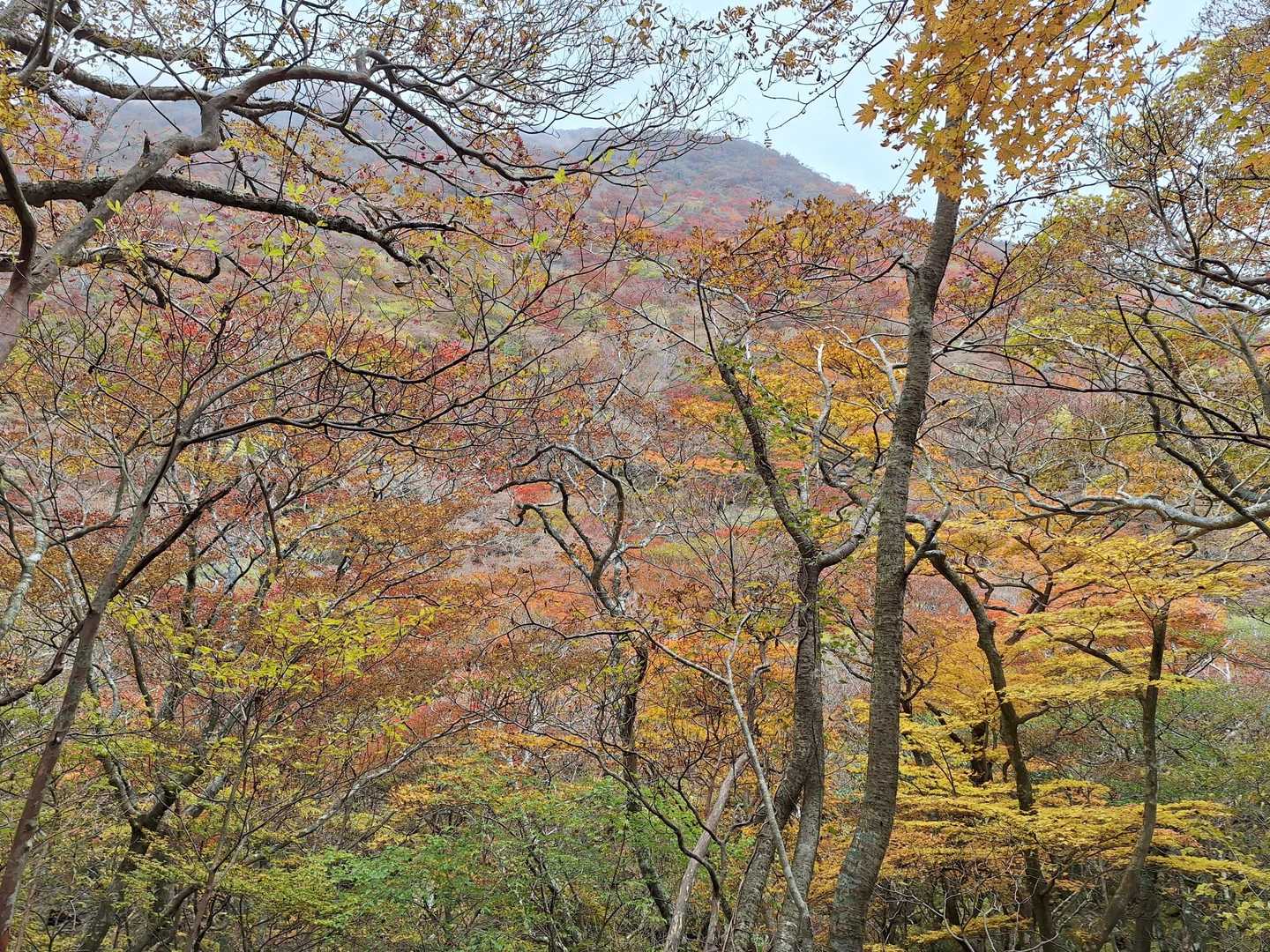 曇っても、紅葉が素晴らしい✨