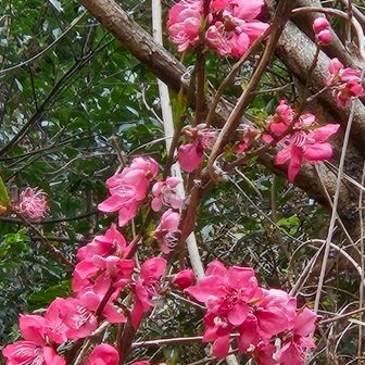 ハナモモかな？