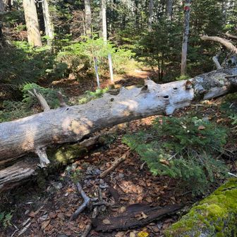 通りにくい微妙な大きさの倒木あり
フィールドメモ入れました