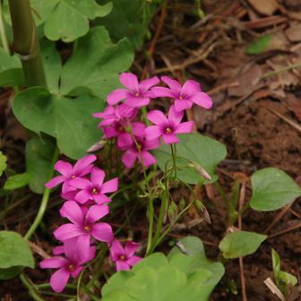 ドクダミはこれでもかと咲いていたが、撮っていない。このお花は何？
→カタバミ　と教えて頂きました<m(__)m>