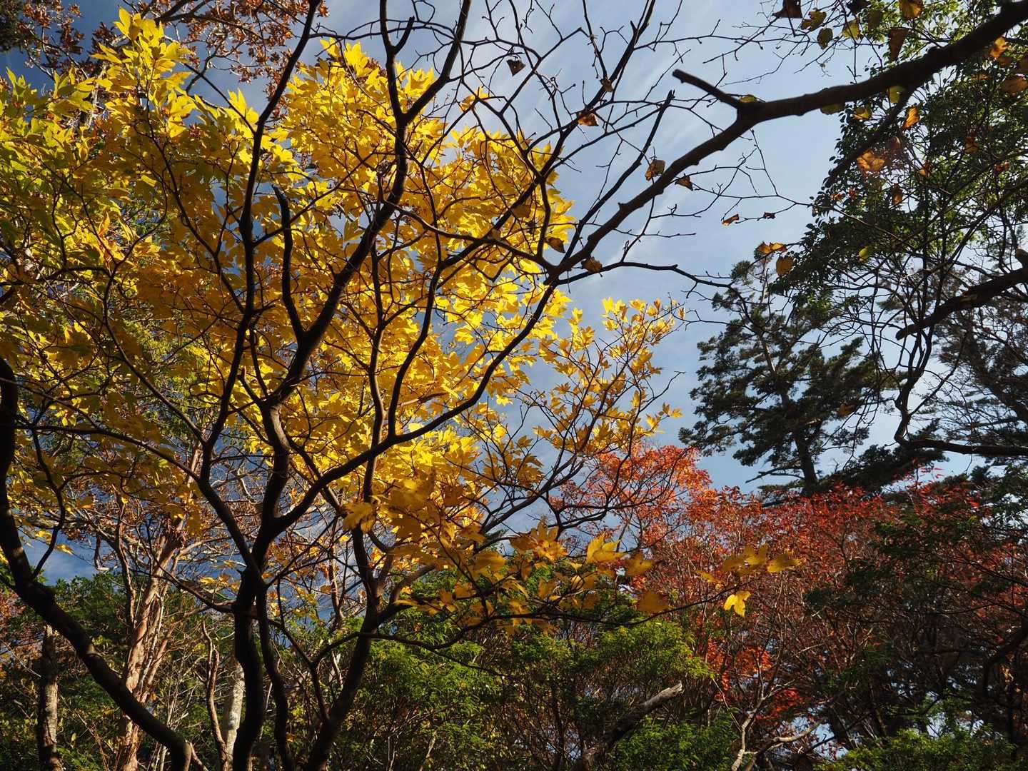 白鳥山-硫黄山北登山口 周回コースの写真